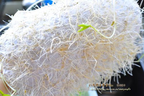 �ֹ��Է������и��ƶ�ѿ������