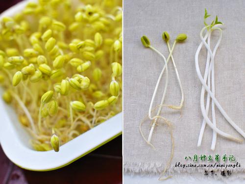 �ֹ��Է������и��ƶ�ѿ������