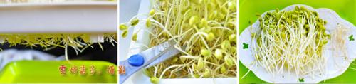 手工自发健康有根黄豆芽的做法
