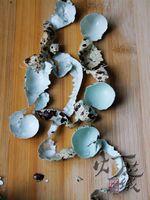 �ݽ����ȵ�������