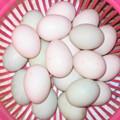 海鸭蛋的做法大全
