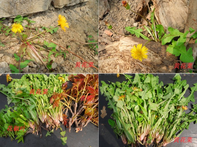 �ƻ��˰��ӵ�����