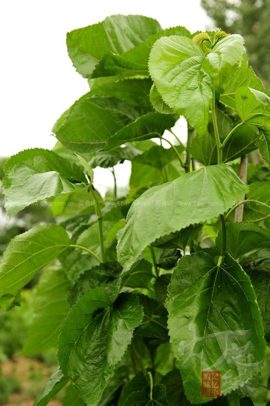 ɣҶ���ӵ�����