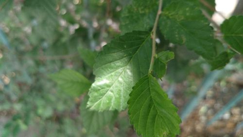 nubia Z11 Max怎么样 努比亚Z11 Max手机评测