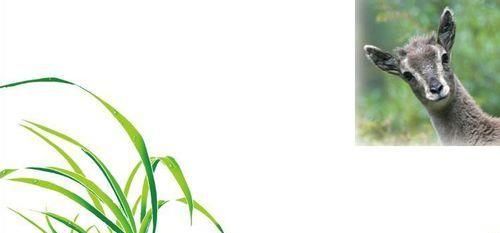 用PS制作属于自己的个性名片