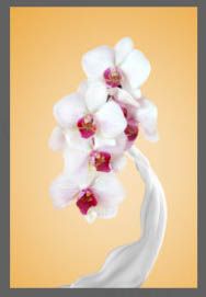 Photoshop快速给花朵加上喷溅牛奶教程